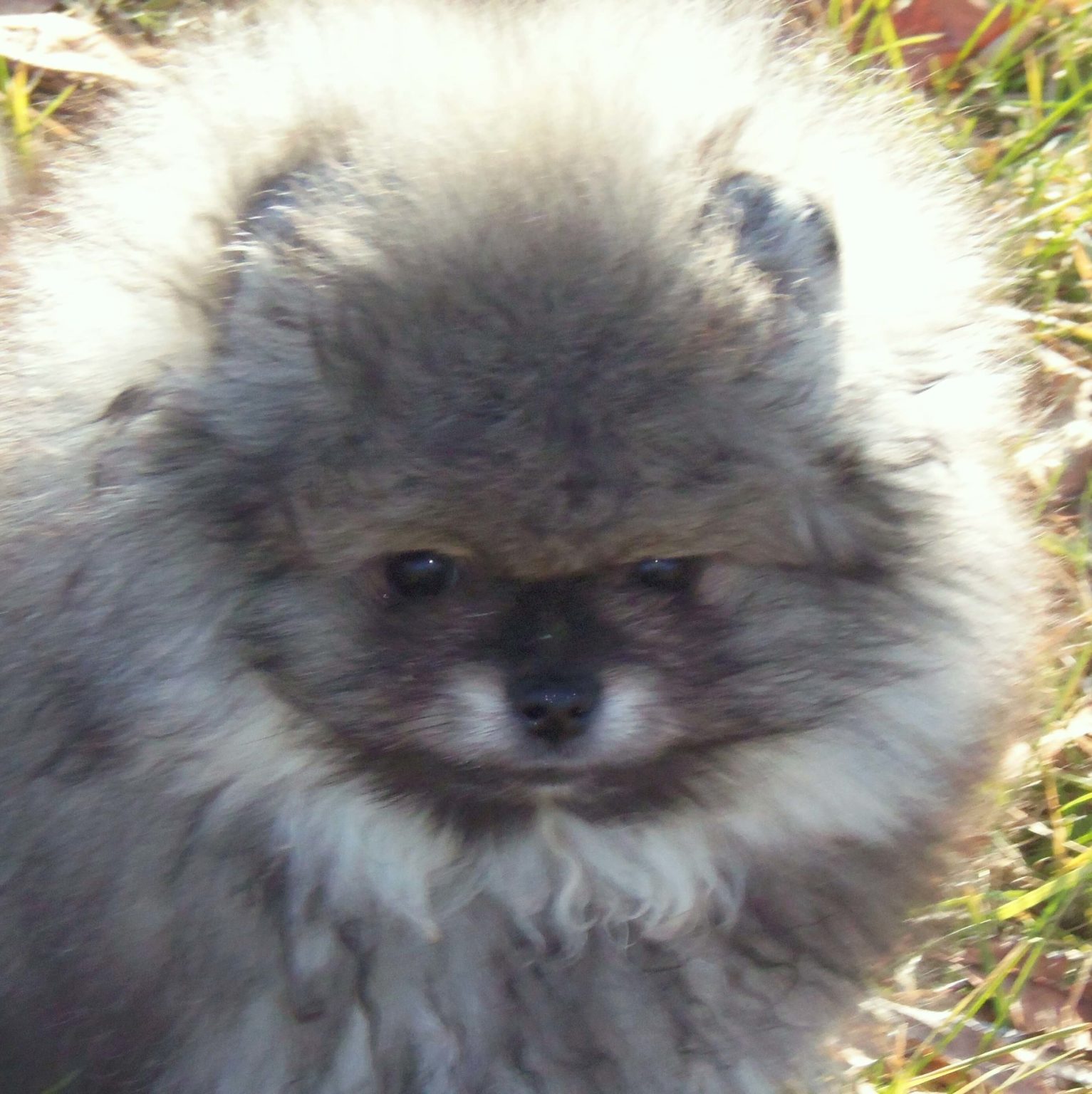 Pombrazen - Breeder of CKC registered White & Wolf Sable Pomeranians
