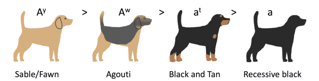 Agouti gene